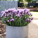 LAVINNOVA® Lavandula 'Lilac Sensation'
