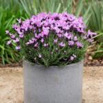 LAVINNOVA® Lavandula 'Lilac Sensation'