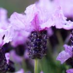 LAVINNOVA® Lavandula 'Lilac Sensation'