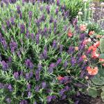 LAVINNOVA® Lavandula 'Plum Delight'
