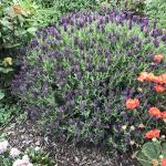 LAVINNOVA® Lavandula 'Plum Delight'
