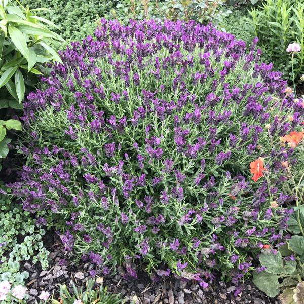 LAVINNOVA® Lavandula 'Plum Delight'