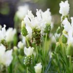 LAVINNOVA® Lavandula 'Pure White'