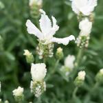 LAVINNOVA® Lavandula 'Pure White'