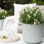 LAVINNOVA® Lavandula 'Pure White'
