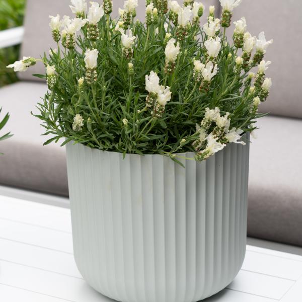 LAVINNOVA® Lavandula 'Pure White'