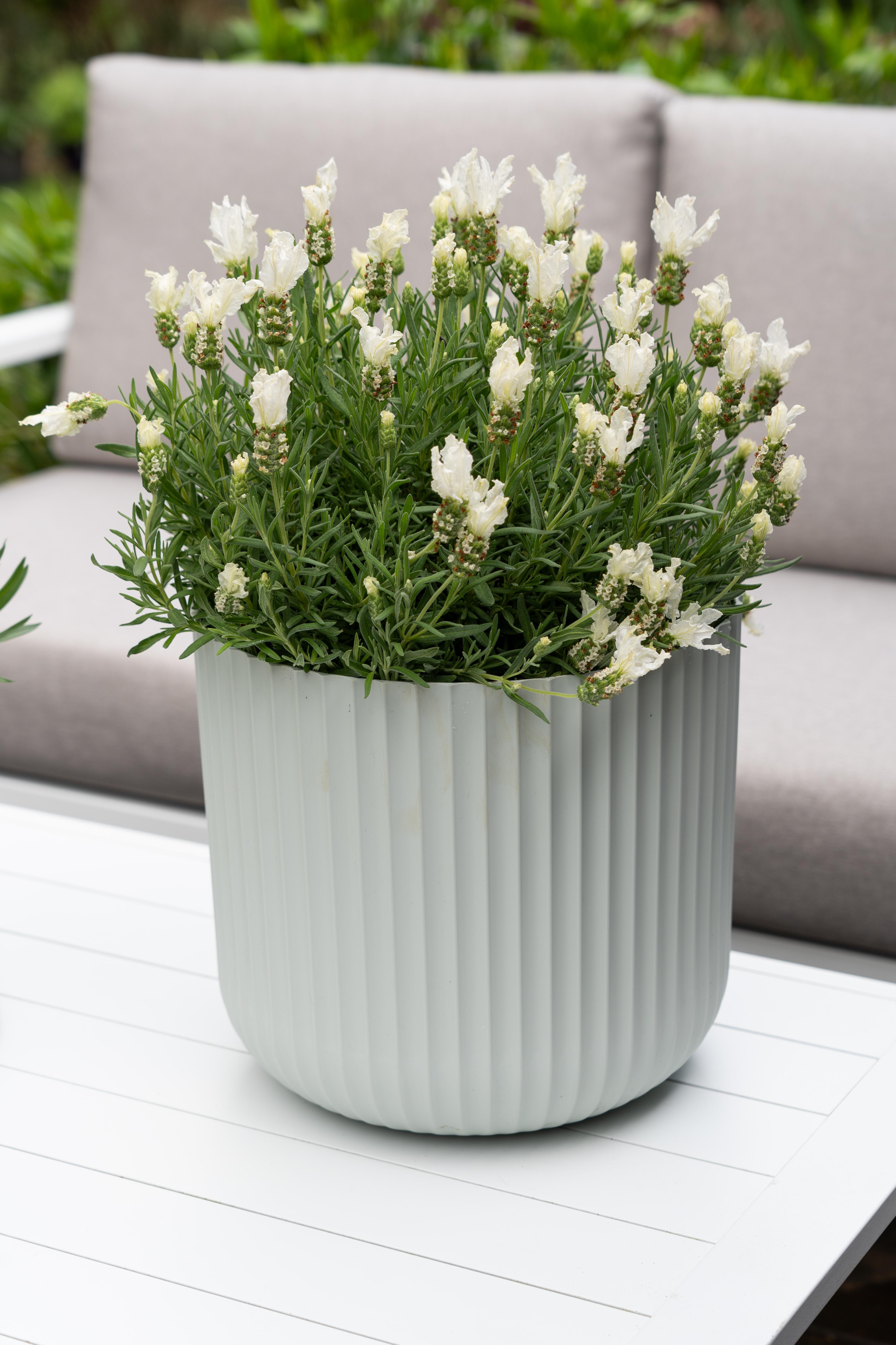 LAVINNOVA® Lavandula 'Pure White'