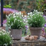 LAVINNOVA® Lavandula 'Pure White'