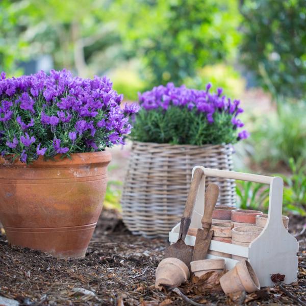 LAVINNOVA® Lavandula 'Purple Supreme'