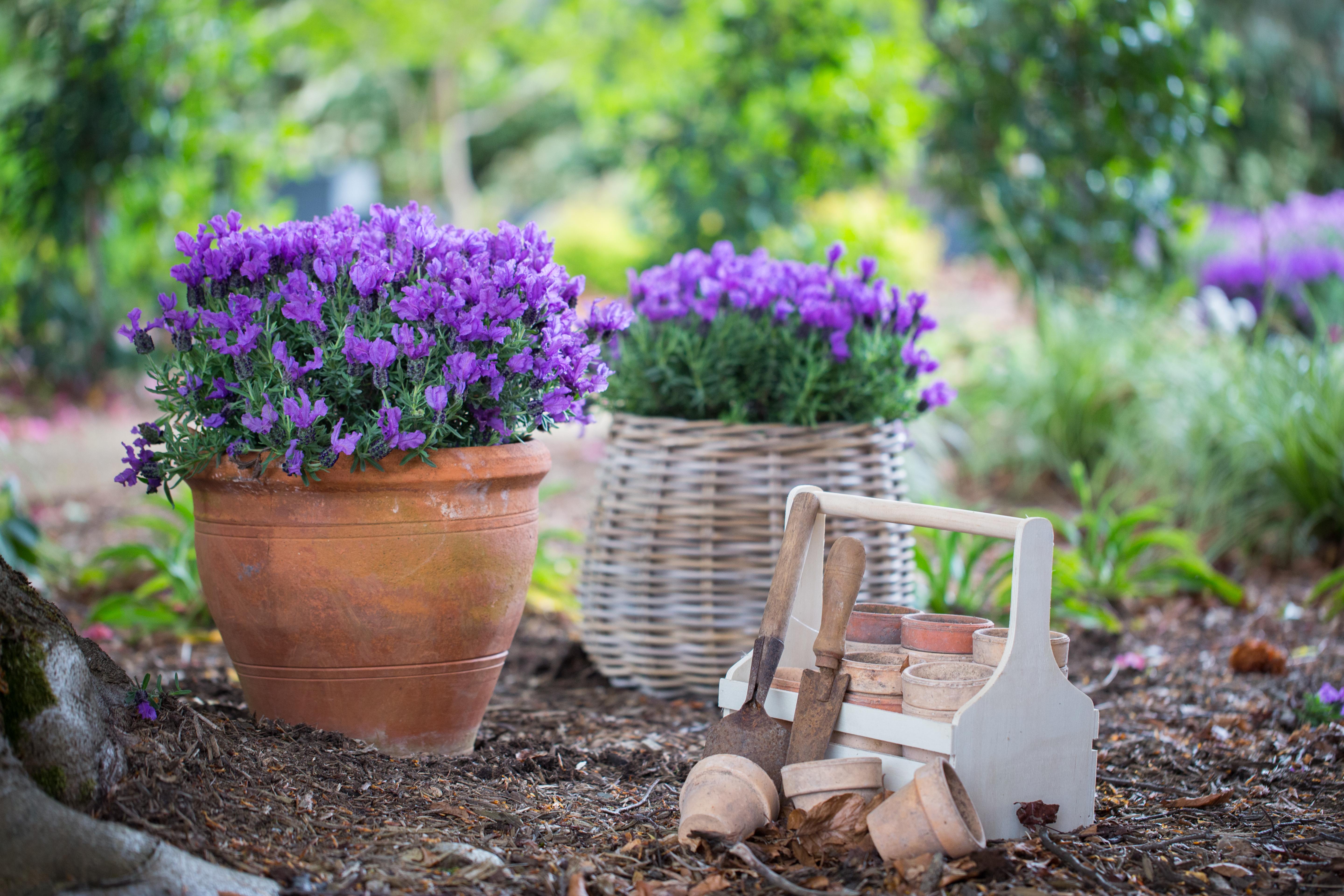LAVINNOVA® Lavandula 'Purple Supreme'