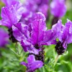 LAVINNOVA® Lavandula 'Purple Supreme'