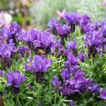 LAVINNOVA® Lavandula 'Purple Supreme'