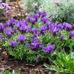 LAVINNOVA® Lavandula 'Purple Supreme'