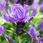 LAVINNOVA® Lavandula 'Purple Supreme'