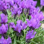 LAVINNOVA® Lavandula 'Purple Supreme'