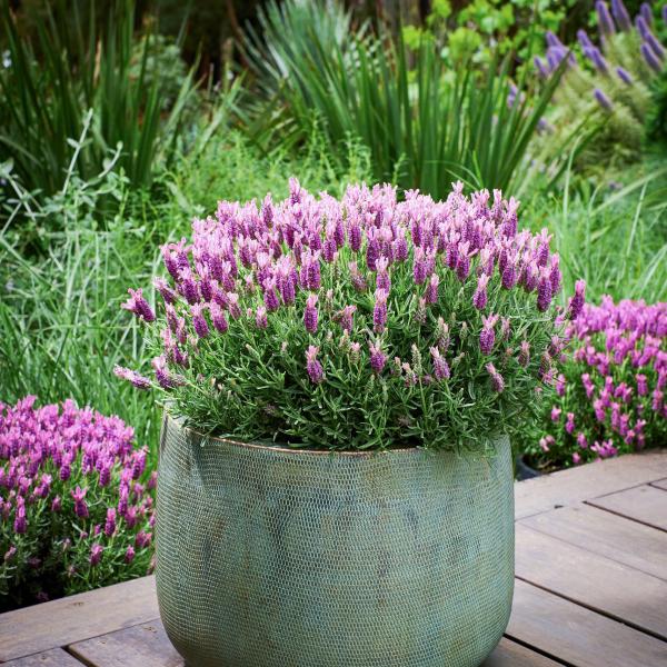 LAVINNOVA® Lavandula 'Rose Pink'