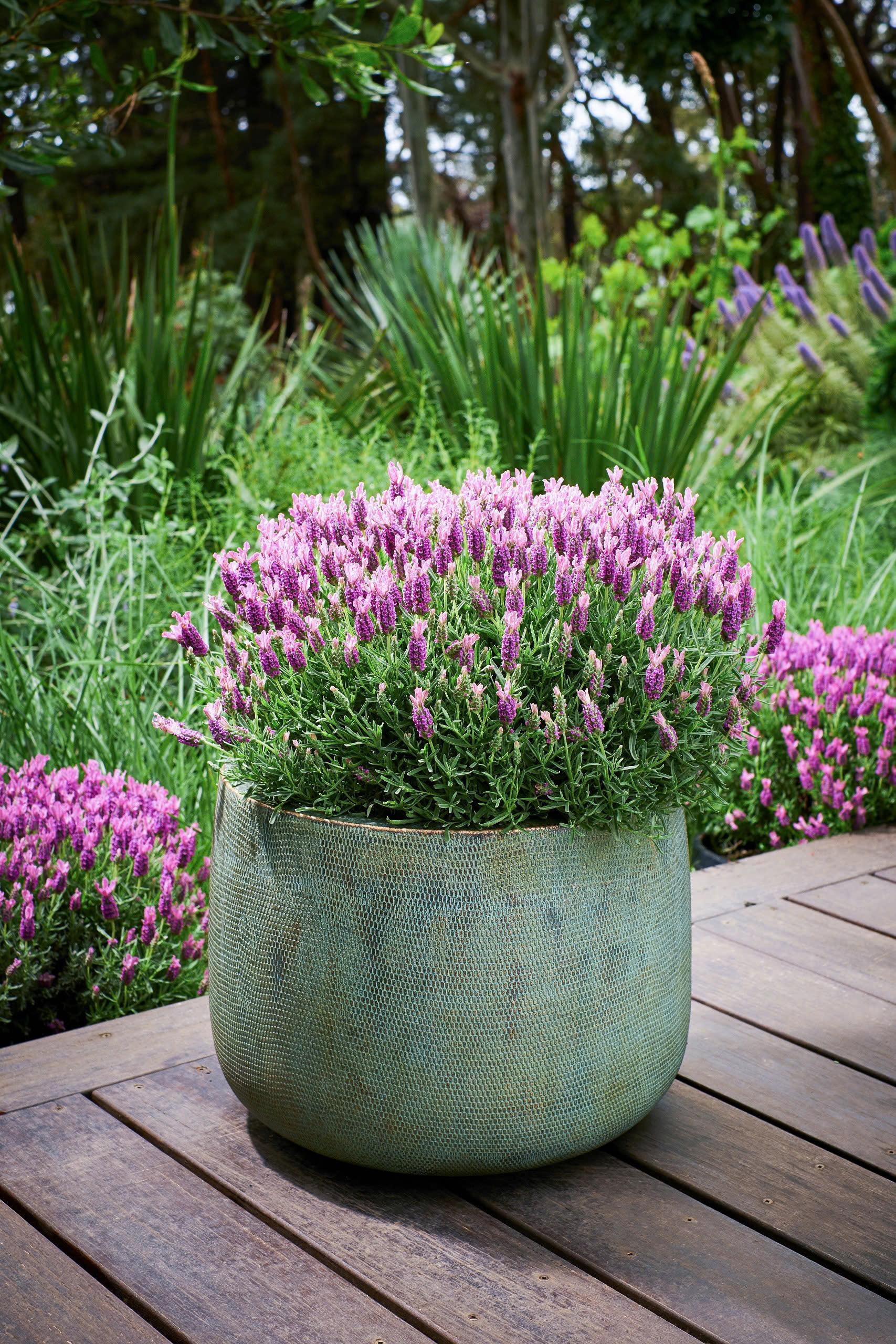 LAVINNOVA® Lavandula 'Rose Pink'