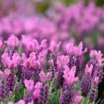 LAVINNOVA® Lavandula 'Rose Pink'
