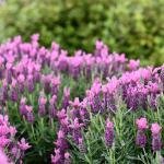 LAVINNOVA® Lavandula 'Rose Pink'