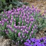 LAVINNOVA® Lavandula 'Rose Pink'