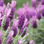 LAVINNOVA® Lavandula 'Rose Pink'