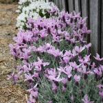 LAVINNOVA® Lavandula 'Silver Princess'