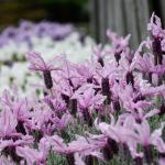 LAVINNOVA® Lavandula 'Silver Princess'