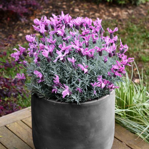 LAVINNOVA® Lavandula 'Silver Princess'