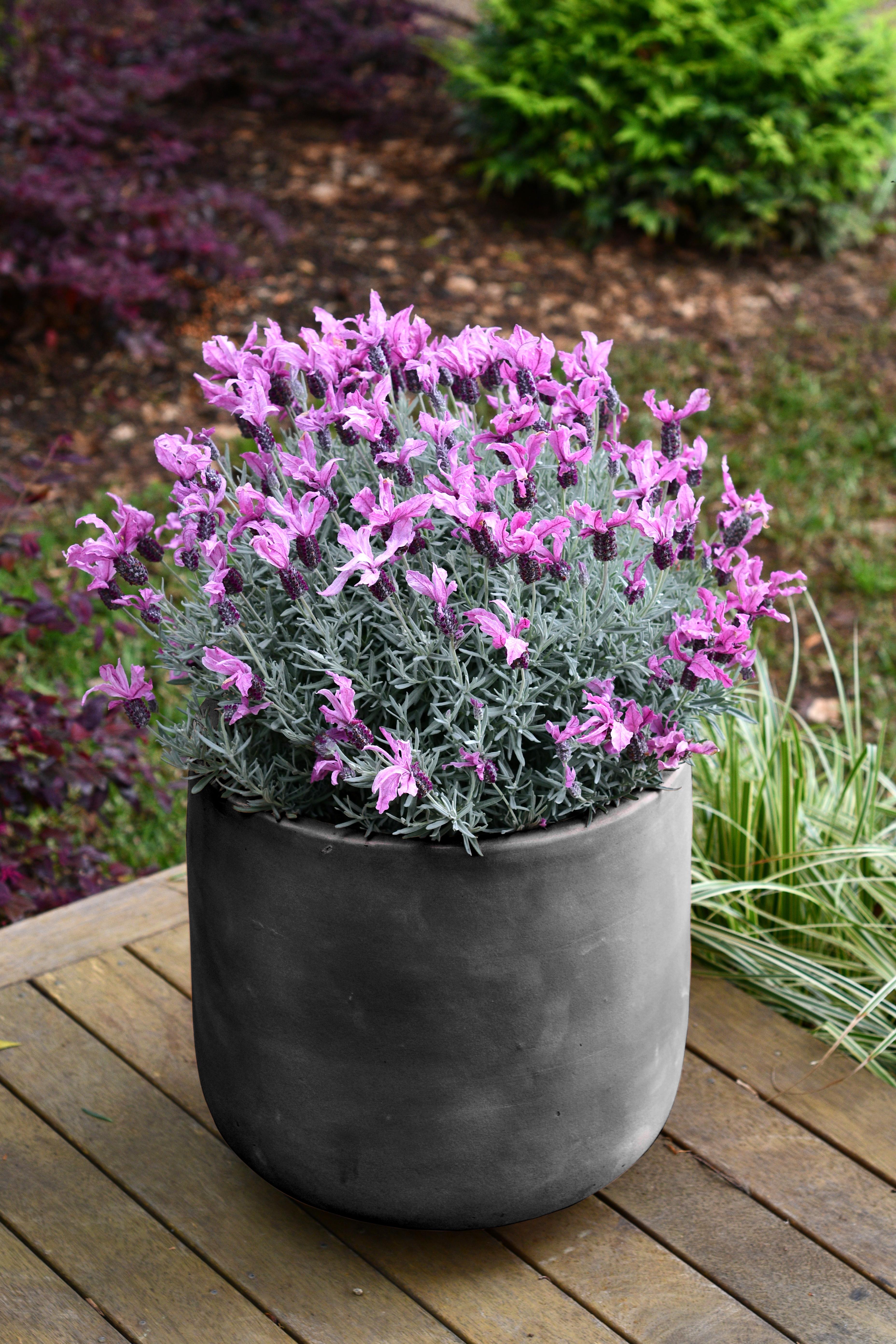 LAVINNOVA® Lavandula 'Silver Princess'
