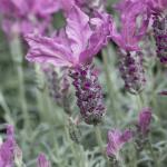 LAVINNOVA® Lavandula 'Silver Princess'