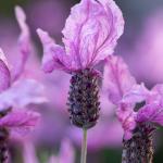 LAVINNOVA® Lavandula 'Silver Princess'
