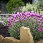 LAVINNOVA® Lavandula 'The Princess'
