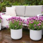 LAVINNOVA® Lavandula 'The Princess'