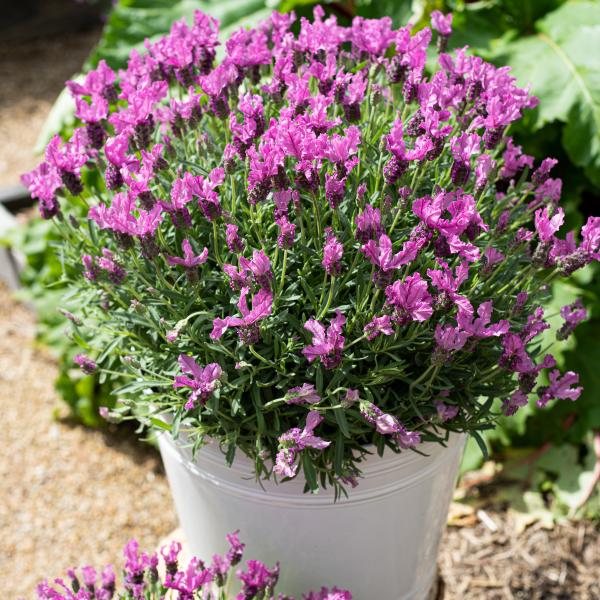 LAVINNOVA® Lavandula 'The Queen'