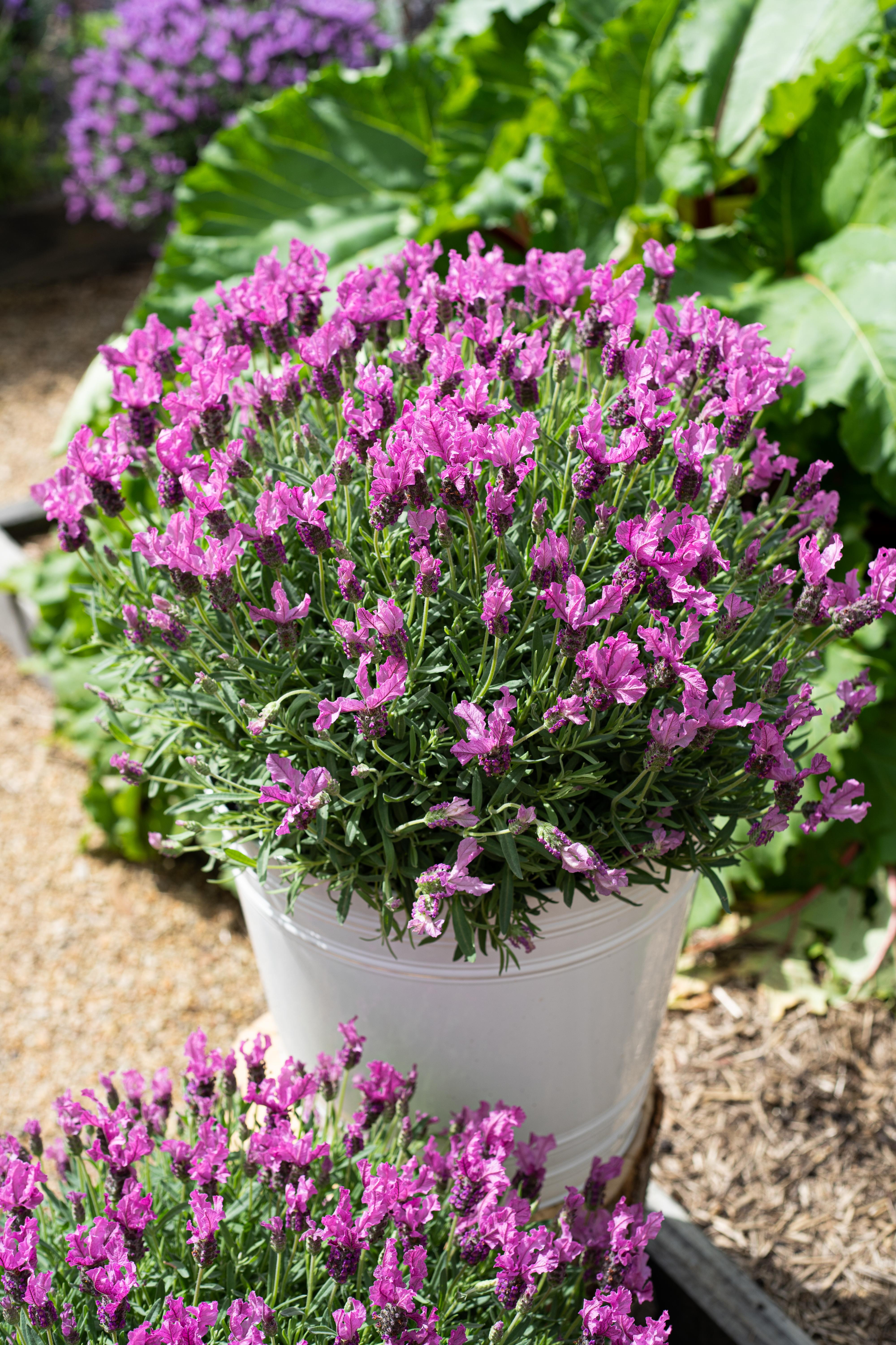 LAVINNOVA® Lavandula 'The Queen'