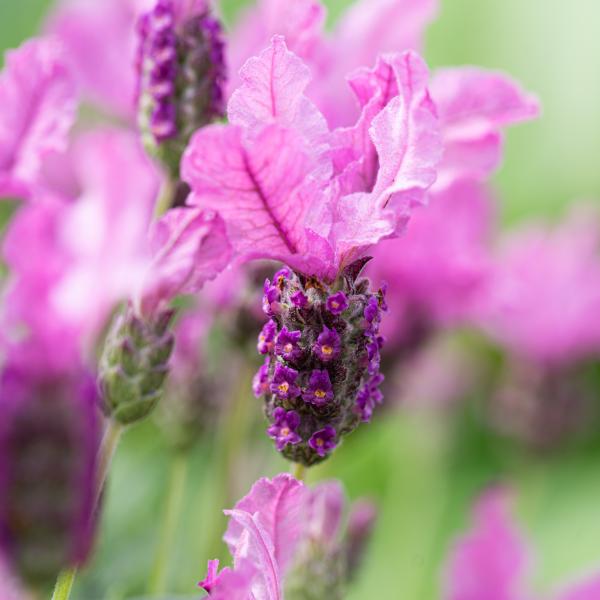 LAVINNOVA® Lavandula 'The Princess'