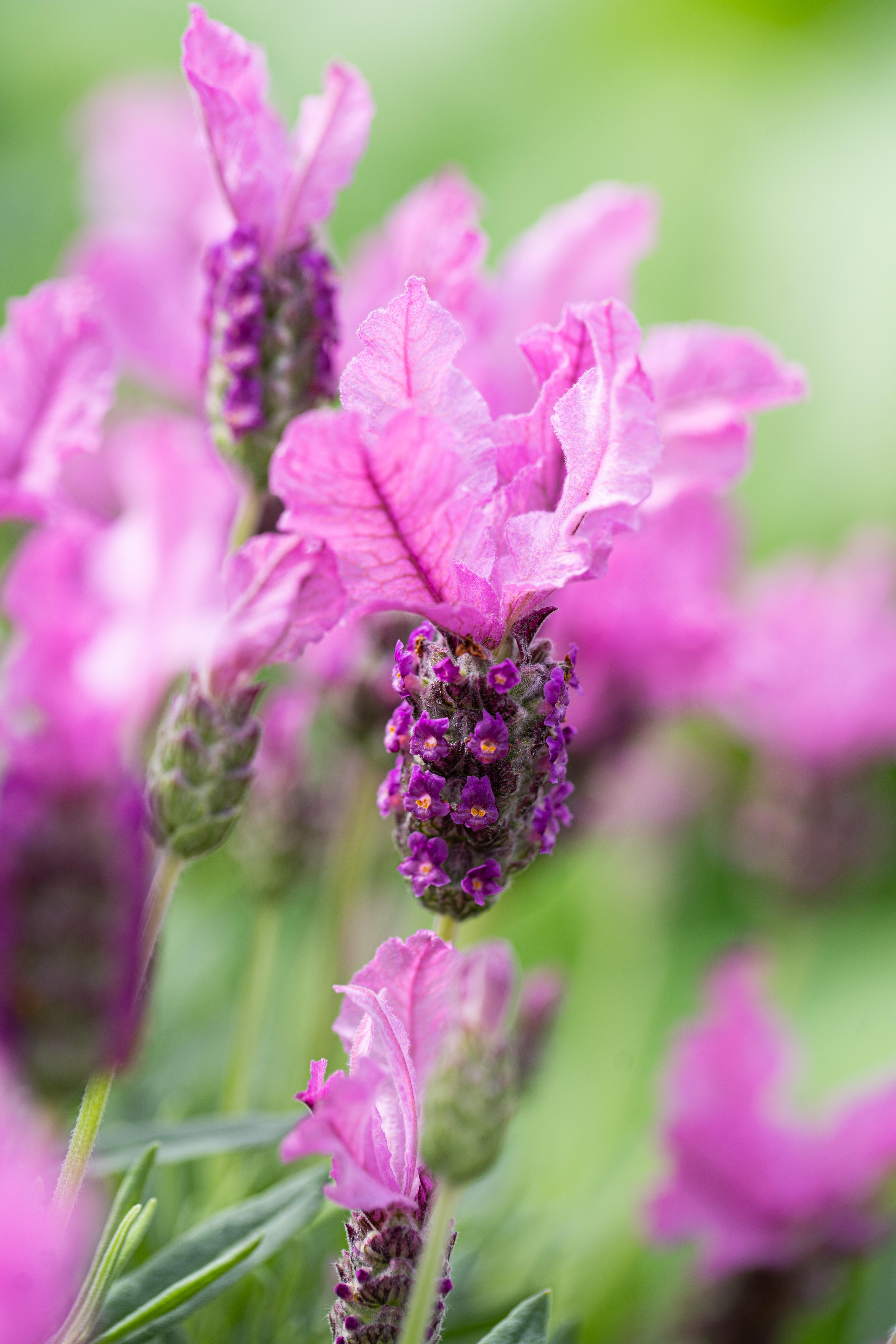 LAVINNOVA® Lavandula 'The Princess'