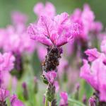 LAVINNOVA® Lavandula 'The Princess'