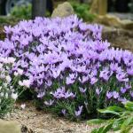 LAVINNOVA® Lavandula 'The Queen'