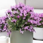 LAVINNOVA® Lavandula 'The Queen'
