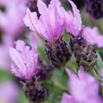 LAVINNOVA® Lavandula 'The Queen'