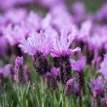 LAVINNOVA® Lavandula 'The Queen'