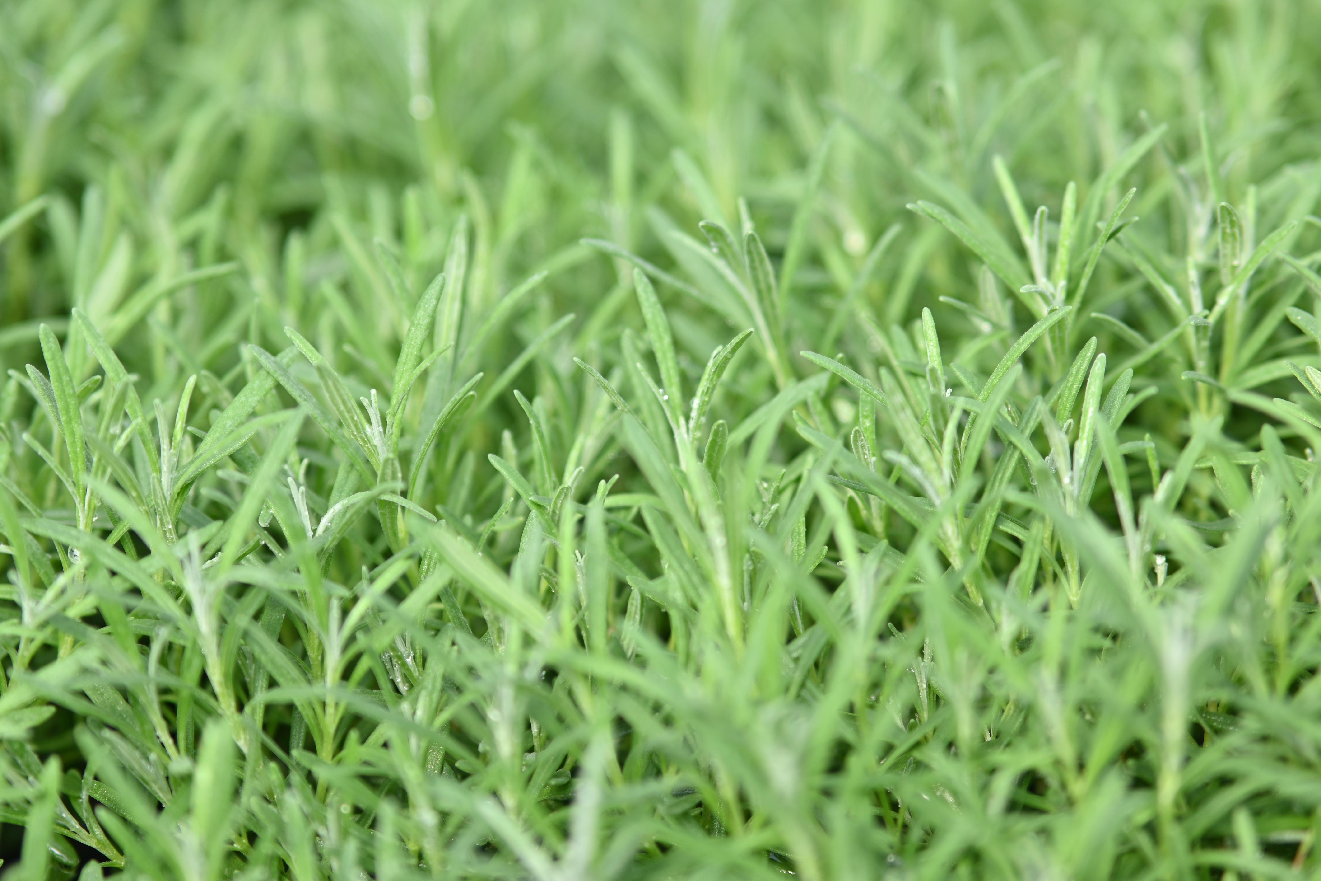 Rosmarinus Officinalis