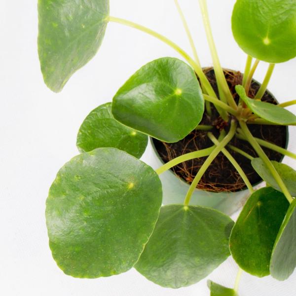 Pilea Peperomioides