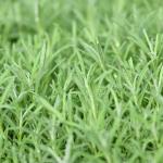 Rosmarinus Officinalis