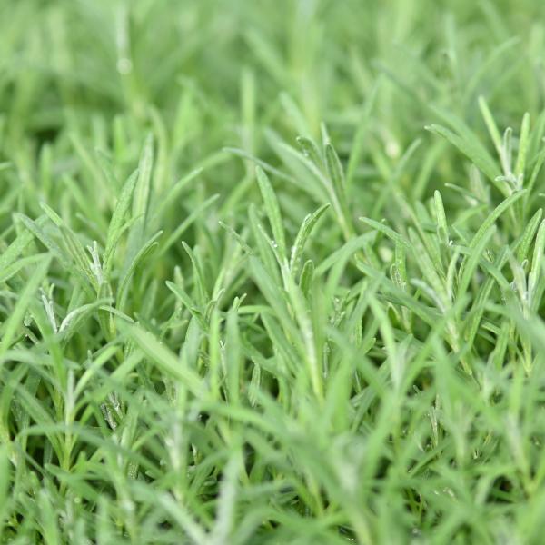 Rosmarinus Officinalis