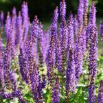 Salvia Nemorosa