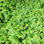 Selaginella martensii 'Frosty Fern'