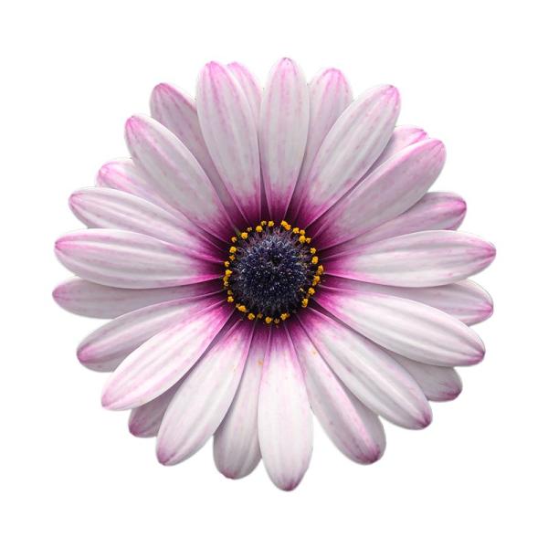Cape Daisy® Eyecatcher Pink