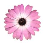 Cape Daisy® Pink Bicolor IMP